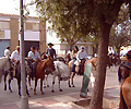Feria Horses