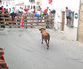 Bull Running - August Fiesta